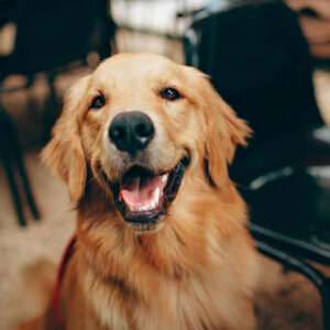 pexels-helenalopes-2253275 聽懂牠的心-動物溝通入門課